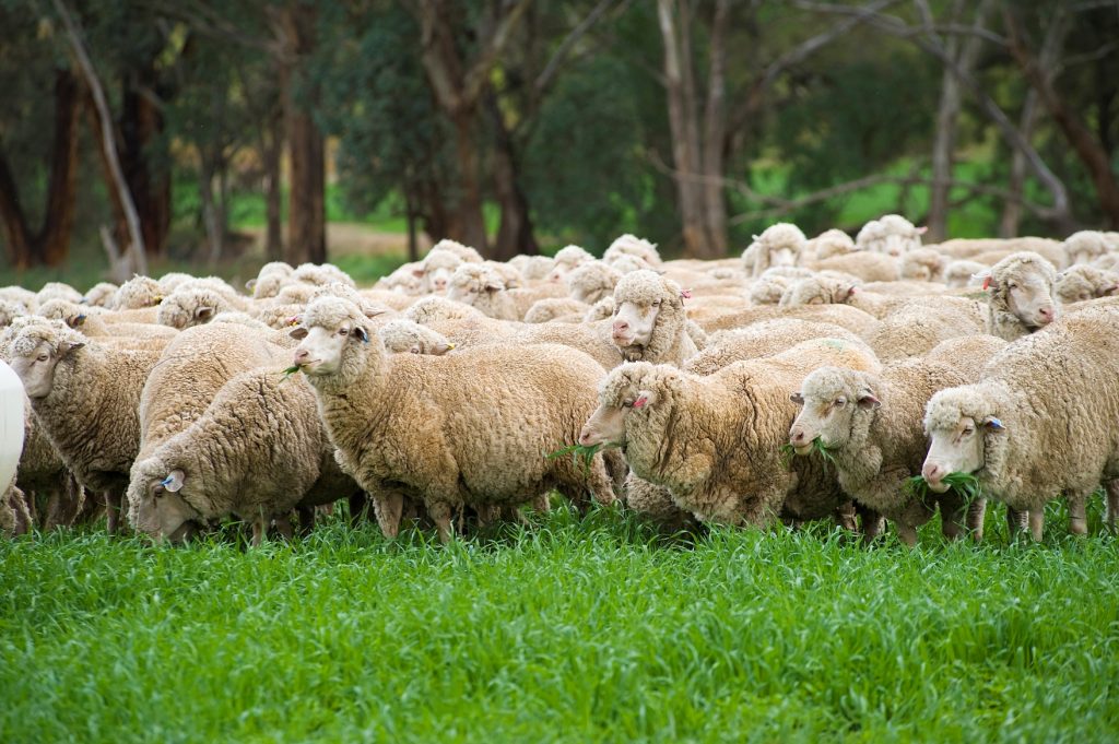 Sheep..