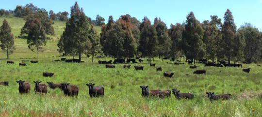Cattle grazing imogen semmler