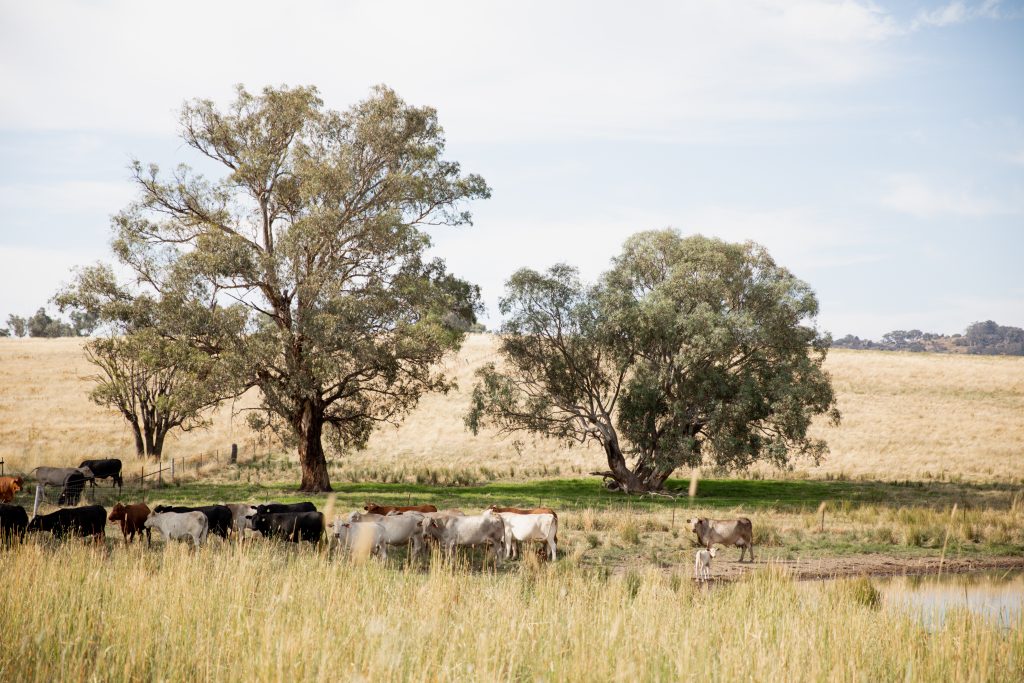 Rs36242 13012023 cowra hickmansfarm bigskycountry 56
